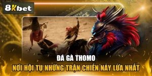 Đá Gà Thomo - Nơi Hội Tụ Những Trận Chiến Nảy Lửa Nhất