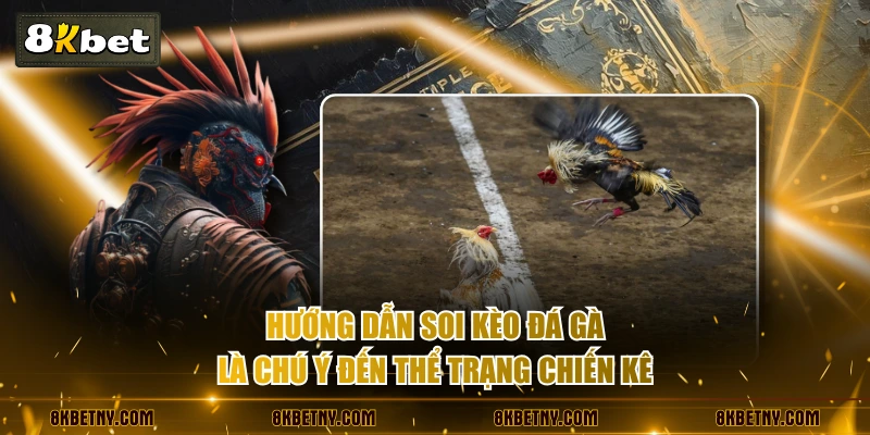 Hướng dẫn soi kèo đá gà là chú ý đến thể trạng chiến kê
