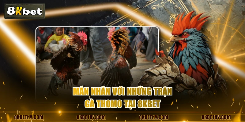 Mãn nhãn với những trận gà Thomo tại 8KBET