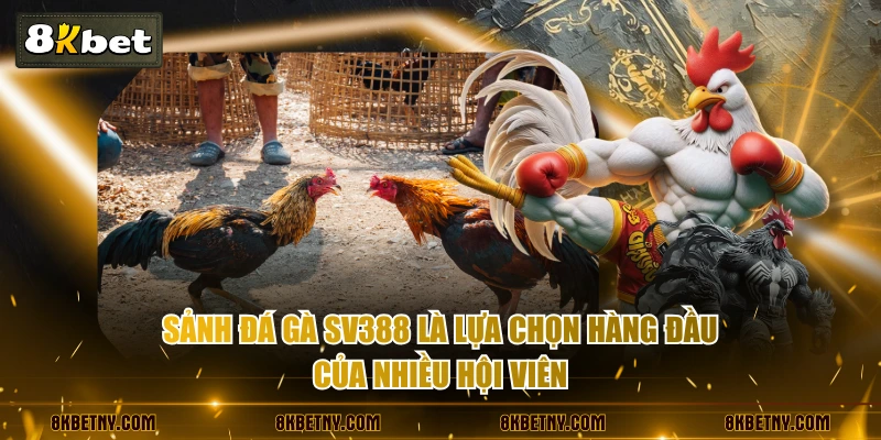 Sảnh đá gà SV388 là lựa chọn hàng đầu của nhiều hội viên